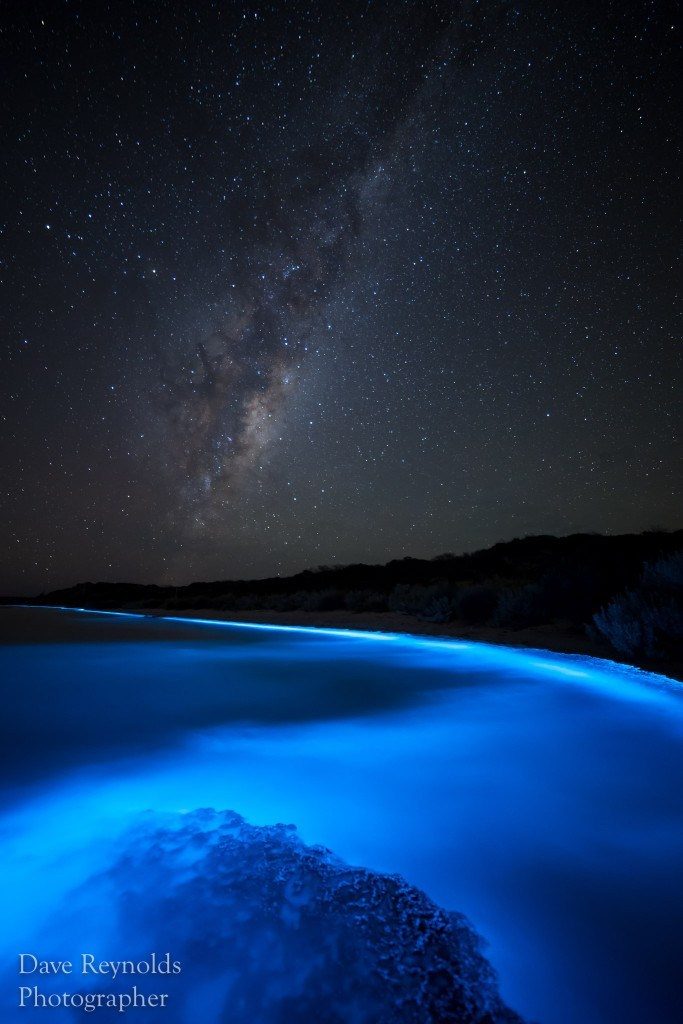 Bioluminescence Flow Visualization