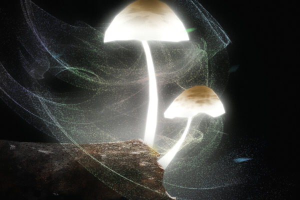 Mushrooms spore release